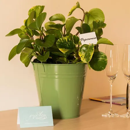 Greenlove Bed & Breakfast